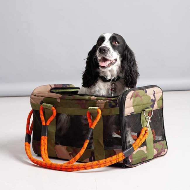 A medium white and black dog sitting in the camo print bag, which has thick neon orange straps