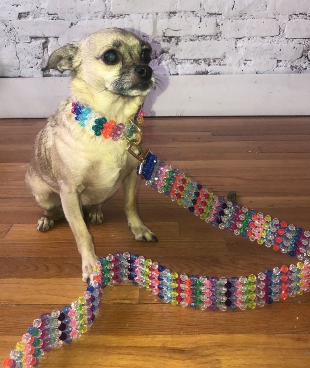 A chihuahua wearing a colorful beaded collar and matching leash