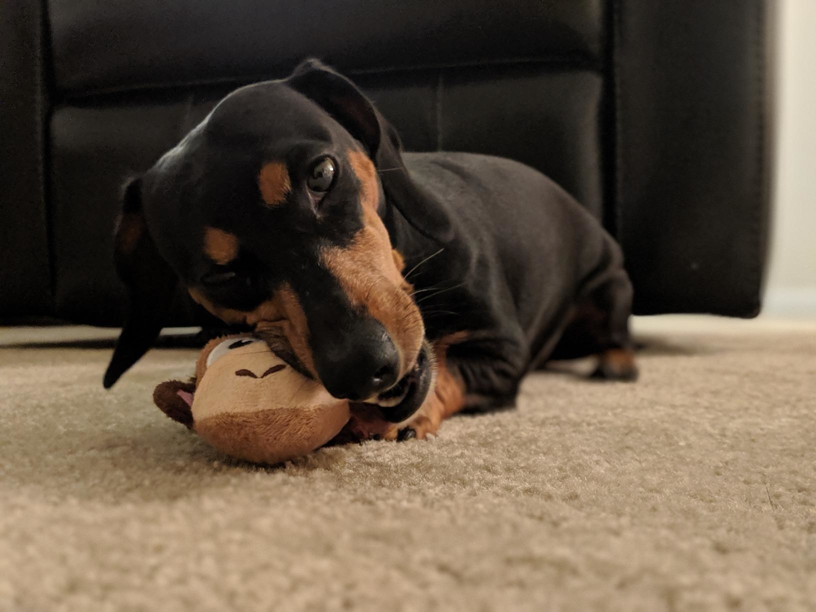 Reviewer&#x27;s photo of their dog playing with the stuffed monkey