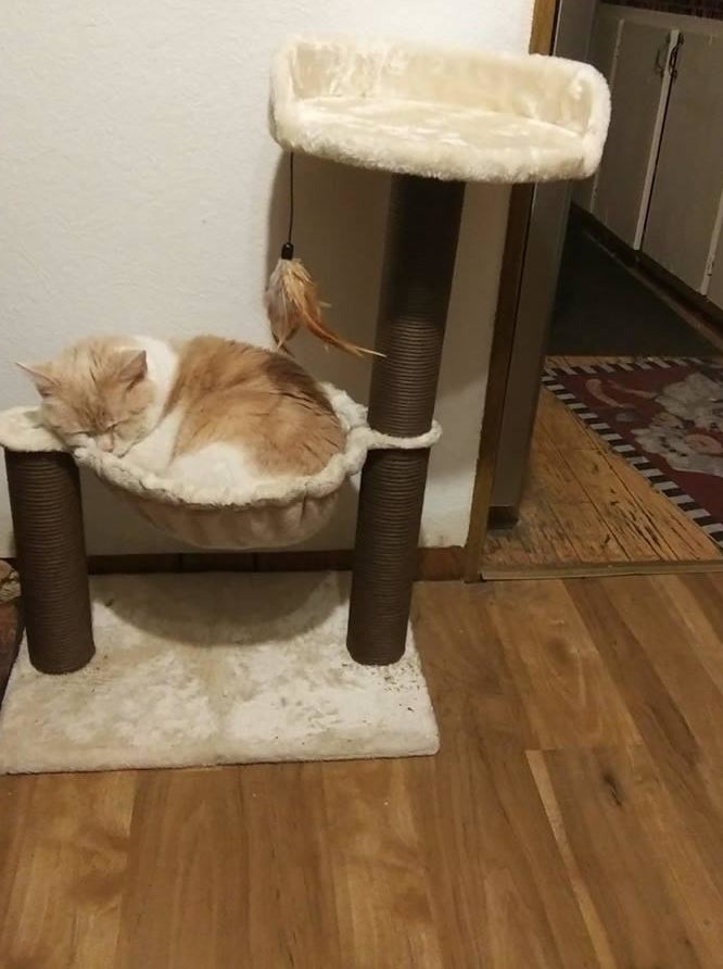 Reviewer&#x27;s photo of their cat sleeping in the cat tree&#x27;s hammock
