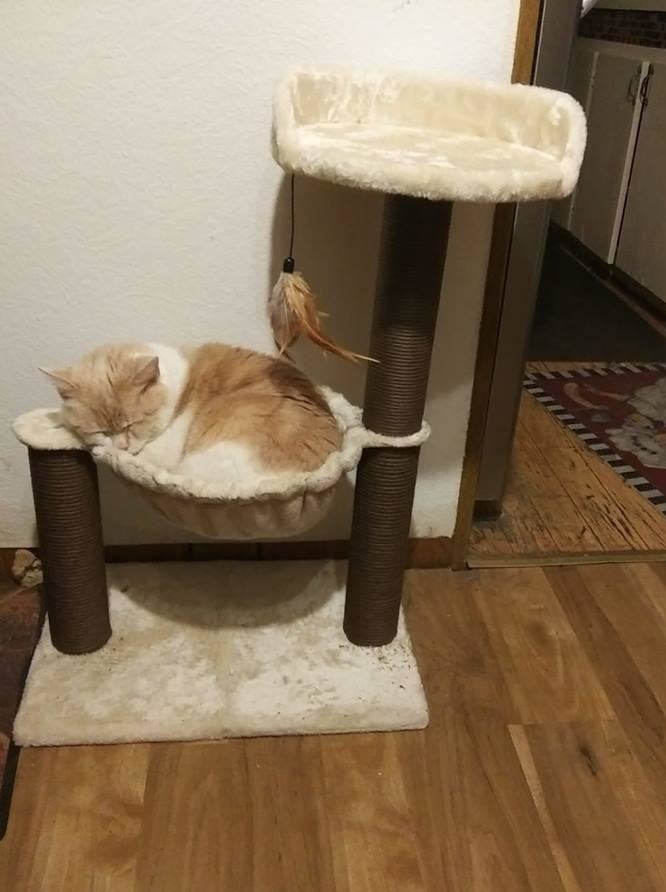 Reviewer&#x27;s photo of their cat sleeping in the cat tree&#x27;s hammock