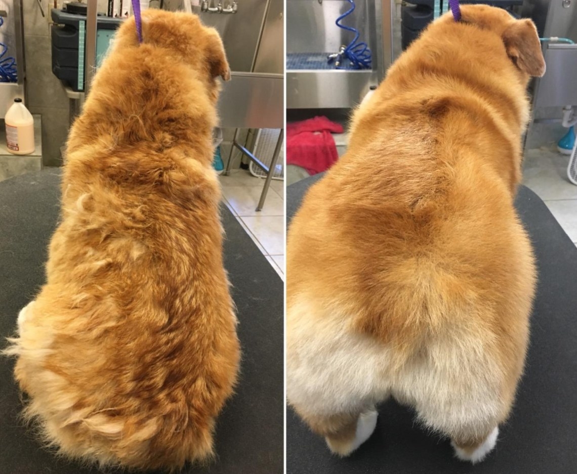 A dog&#x27;s coat before and after being brushed