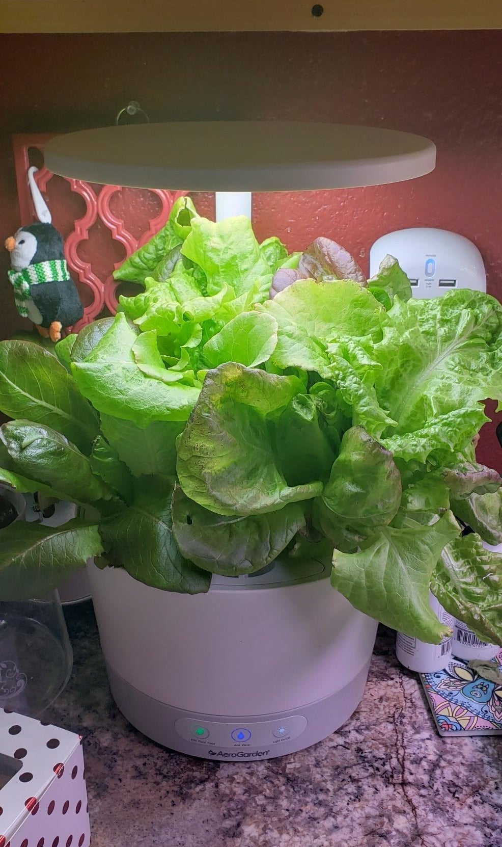 Reviewer image of lettuce growing in their AeroGarden