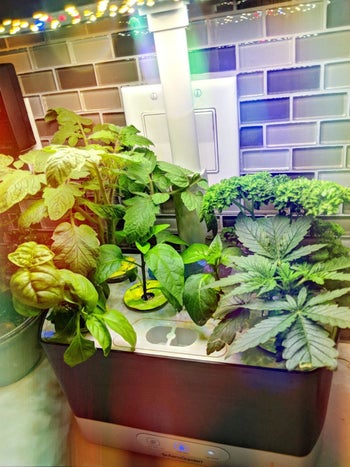 Reviewer shows black AeroGarden on kitchen counter top with sprouting green herbs