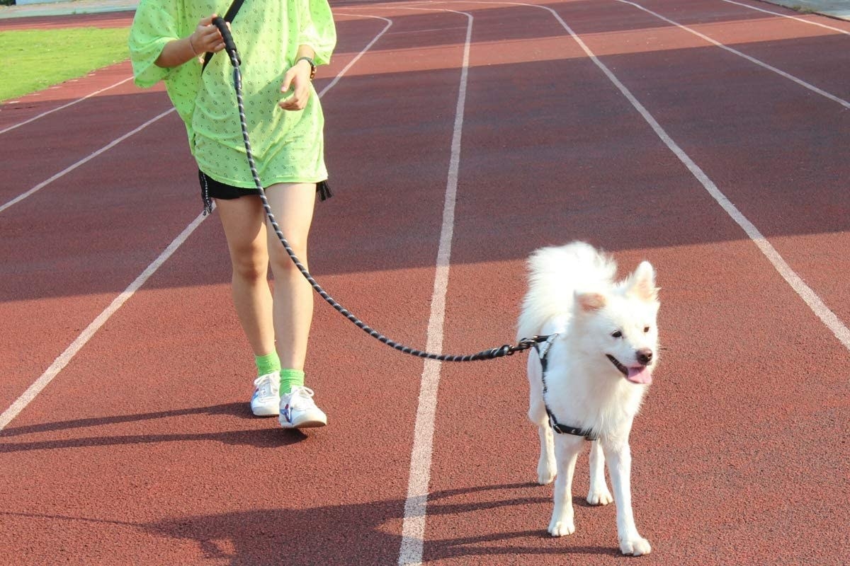 A model walking a dog using the leash