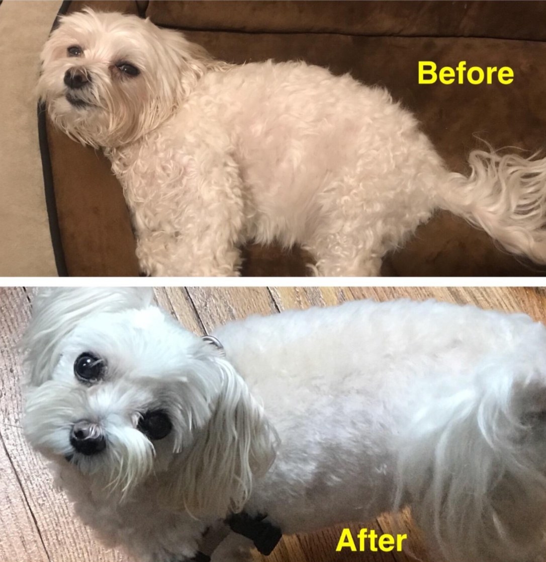 A dog before being groomed and after being groomed
