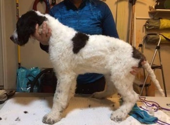 A well-groomed dog with that fur removed after being shaved