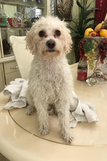 A wet dog before being blow dried