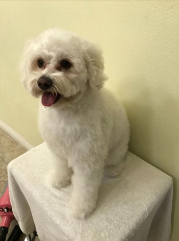 The dog's fur fluffy and soft after being blow dried