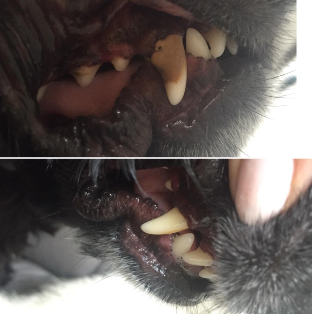 A dog&#x27;s teeth with tartar build up before eating the oral chews, and cleared of that build up after eating the oral chews