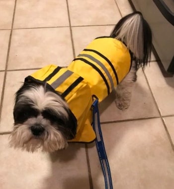 a shih tzu wearing a yellow rain coat