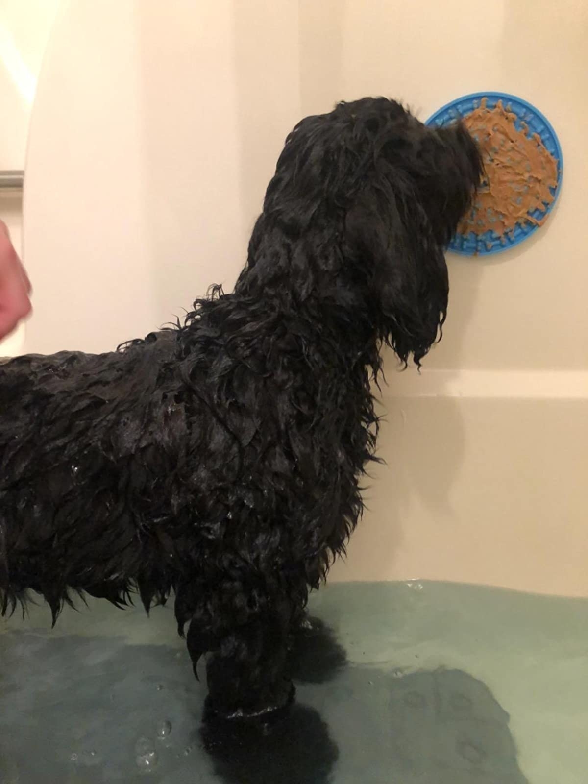 A reviewer&#x27;s dog licking peanut butter off of the lick pad during bath time