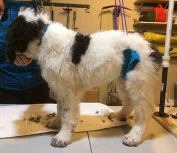 A dog with overgrown fur before being shaved