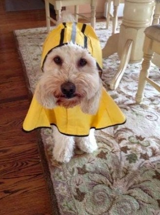 goldendoodle wearing a yellow raincoat with the hood up