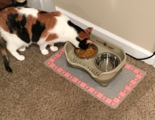 cat eating out of a elevated feeder on the floor