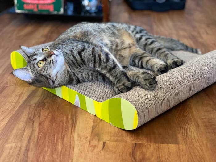 A reviewer&#x27;s cat resting on the cat scratcher