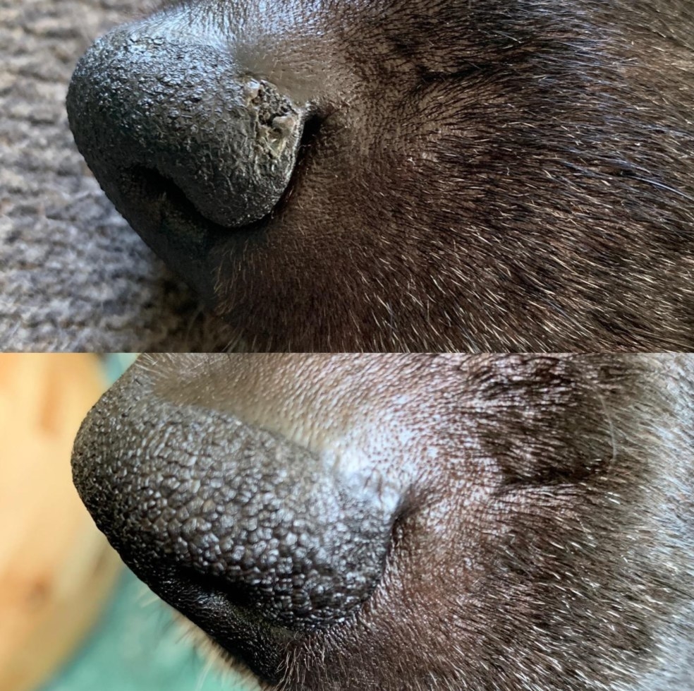 The dog&#x27;s nose cracked and dry before using the product and smooth after using the product