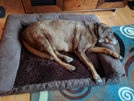 a brown lab mix resting on a memory foam dog bed with bolsters
