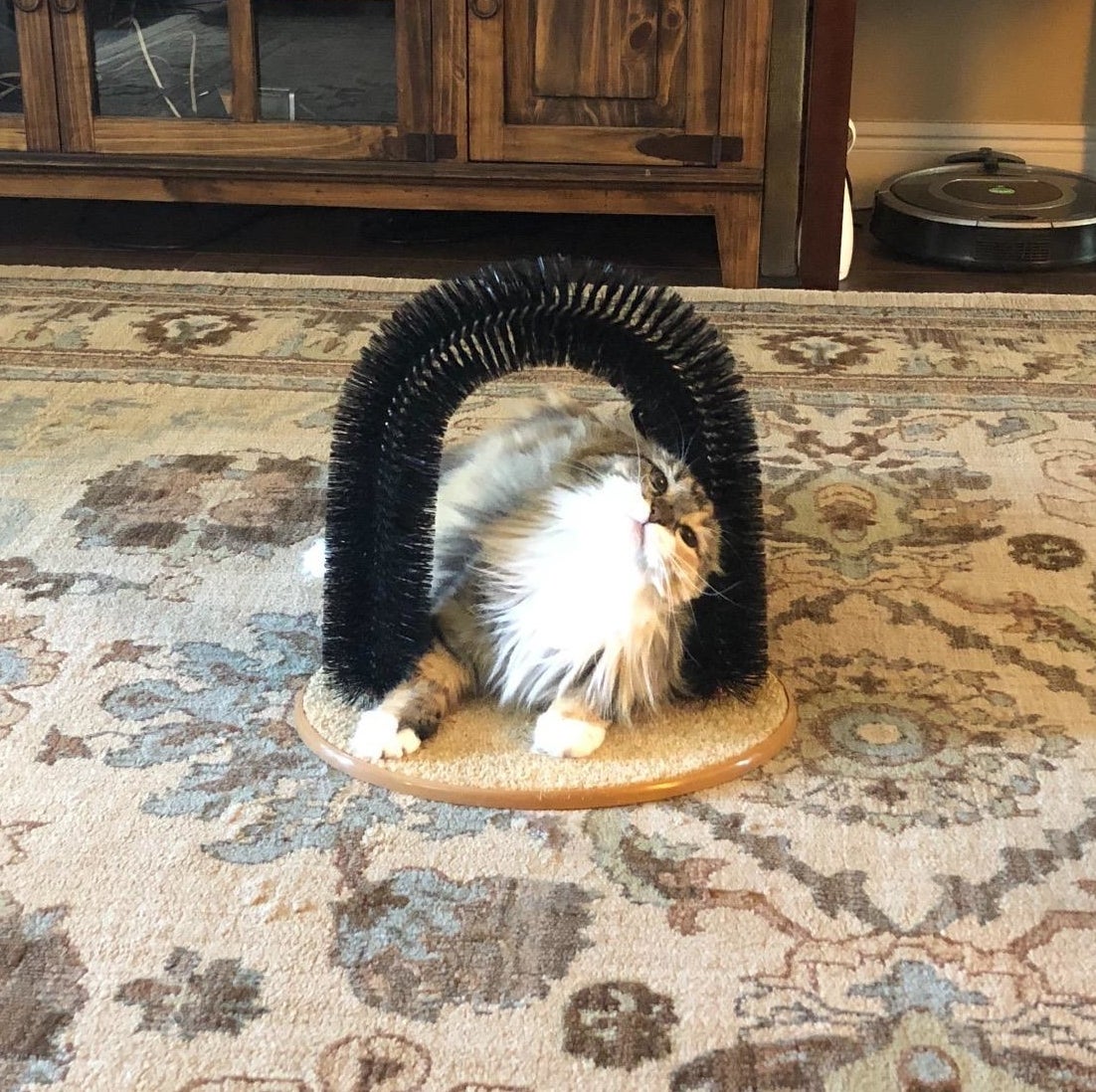 Reviewer&#x27;s photo of their cat inside the black grooming arch with a brown base