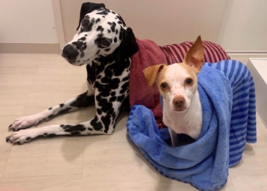 two dogs looking at the camera while wrapped in a microfiber dog towel