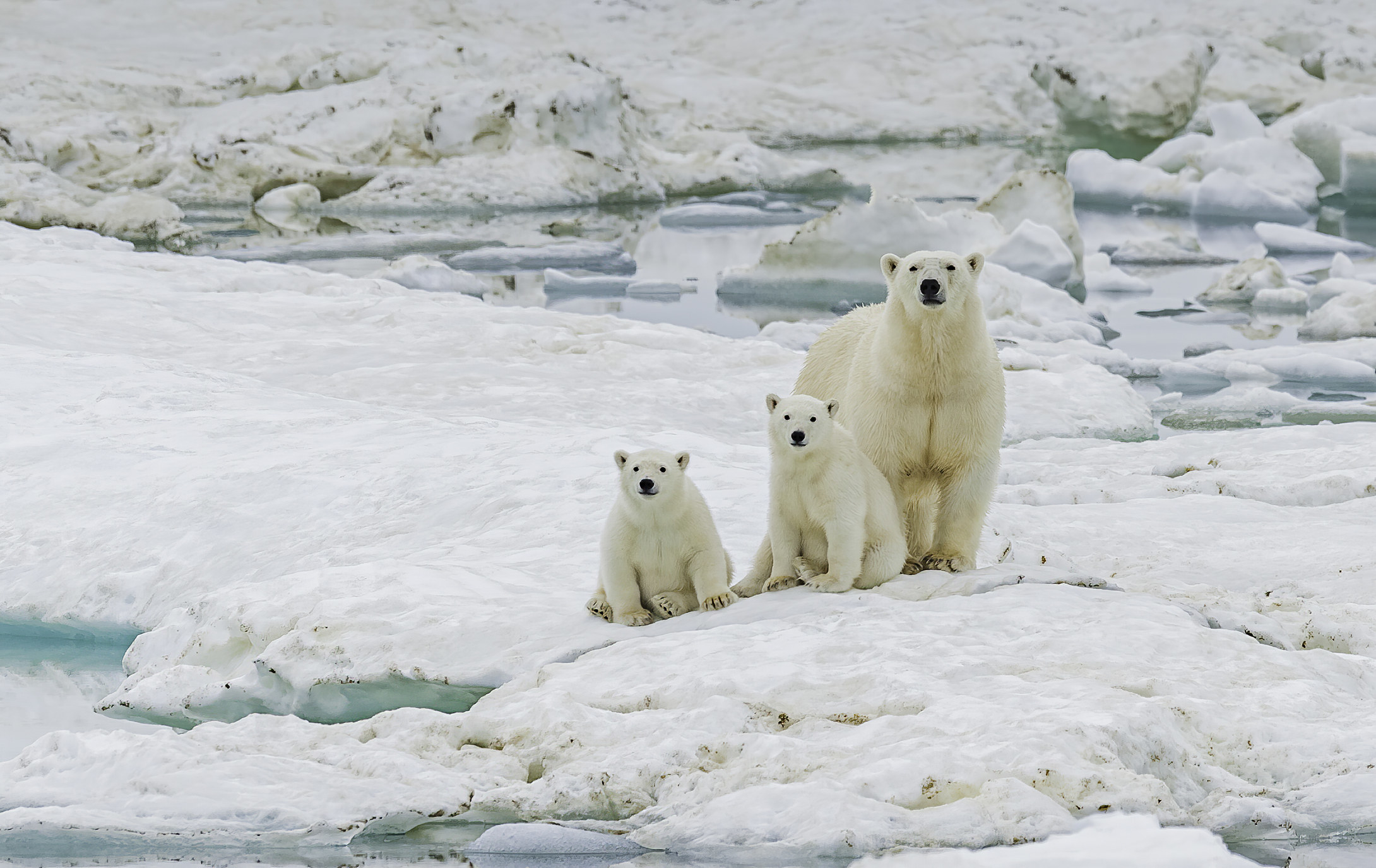 A mother and two young polar bear cubs on the snow