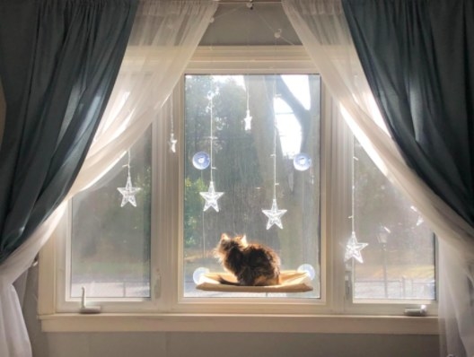 a cat sitting on a cat perched that&#x27;s attached on a window