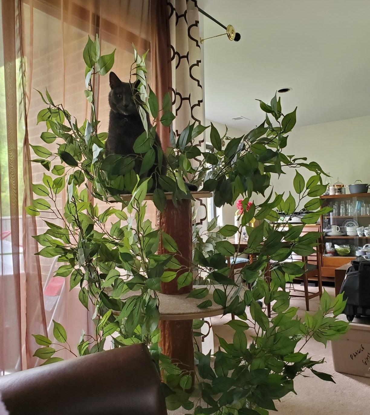 A reviewer&#x27;s cat sitting in the treehouse