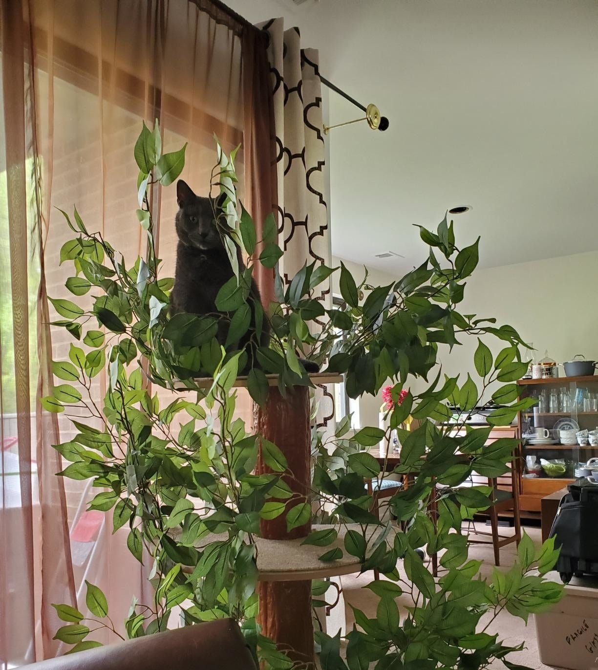 A reviewer&#x27;s cat sitting in the treehouse