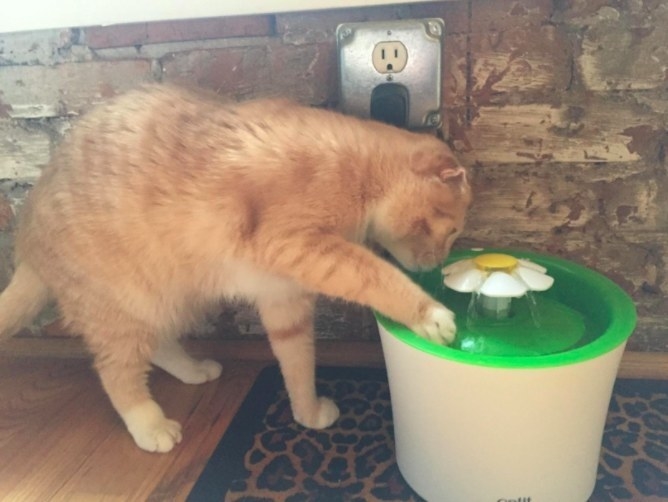 a striped cat pawing at a cat water fountain