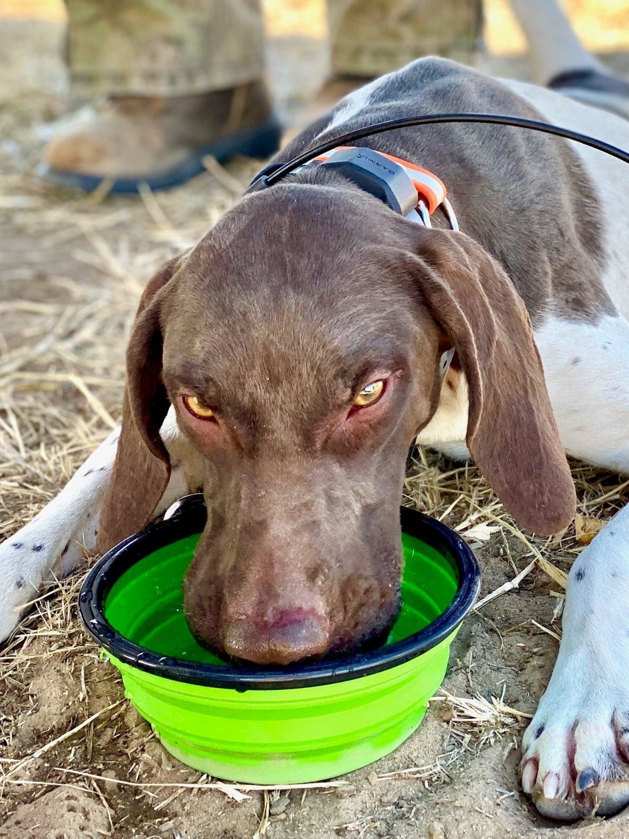 Reviewer&#x27;s photo showing their dog drinking from the green collapsible bowl