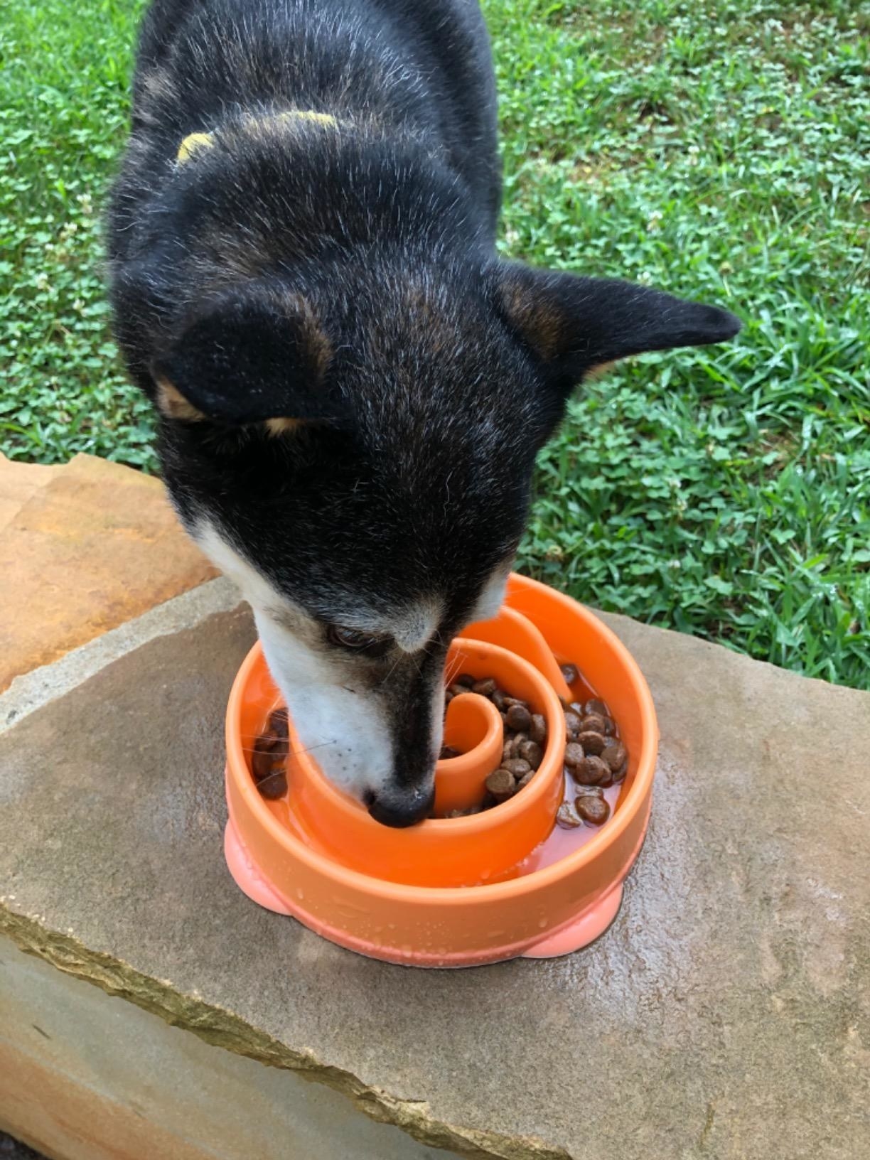 A reviewer&#x27;s dog eating from an orange dog bowl