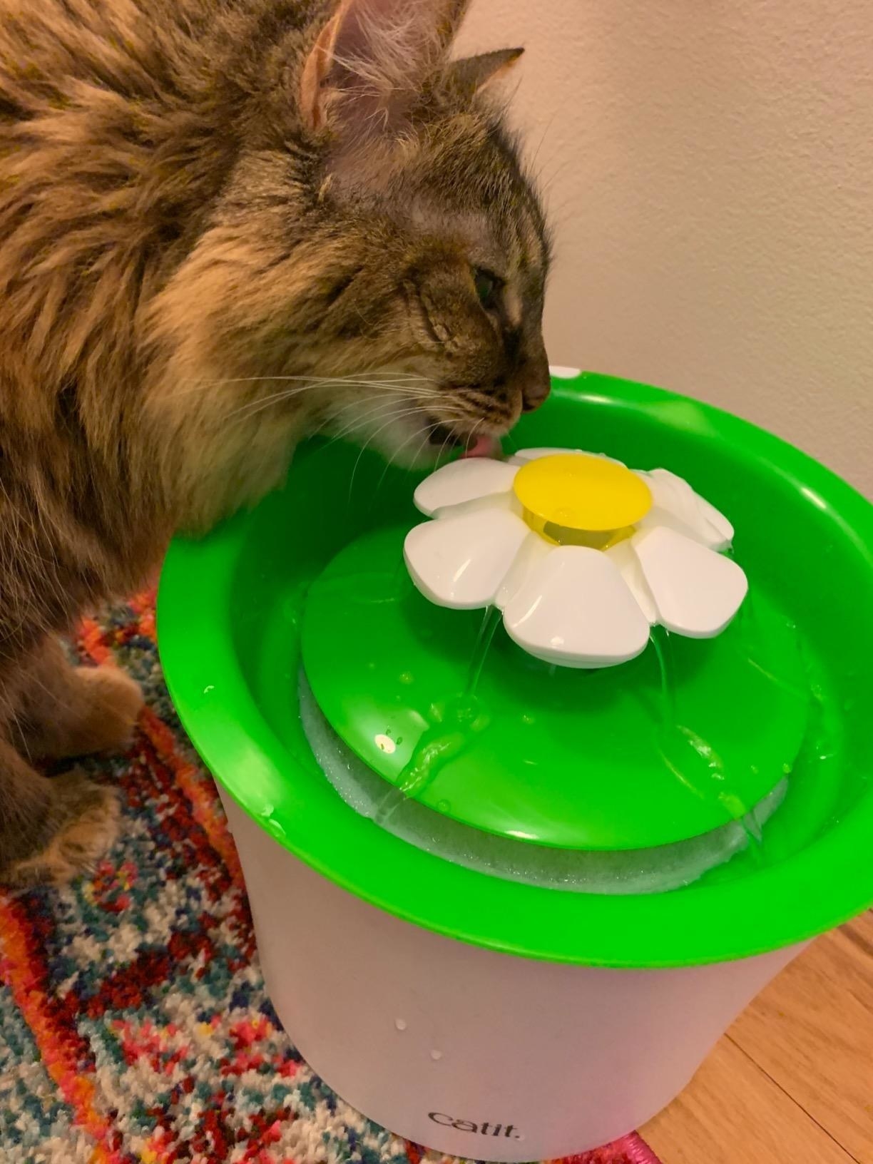 A reviewer&#x27;s cat drinks out of the water fountain