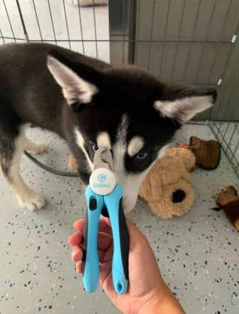 person holding up a pair of blue nail clippers in front of a dog
