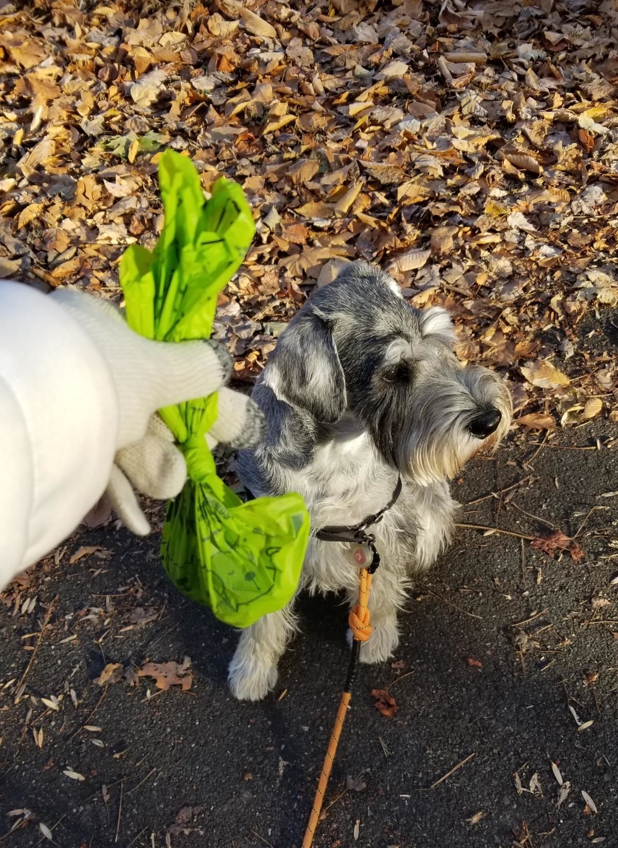 Reviewer&#x27;s photo of using the green compostable bag after their dog