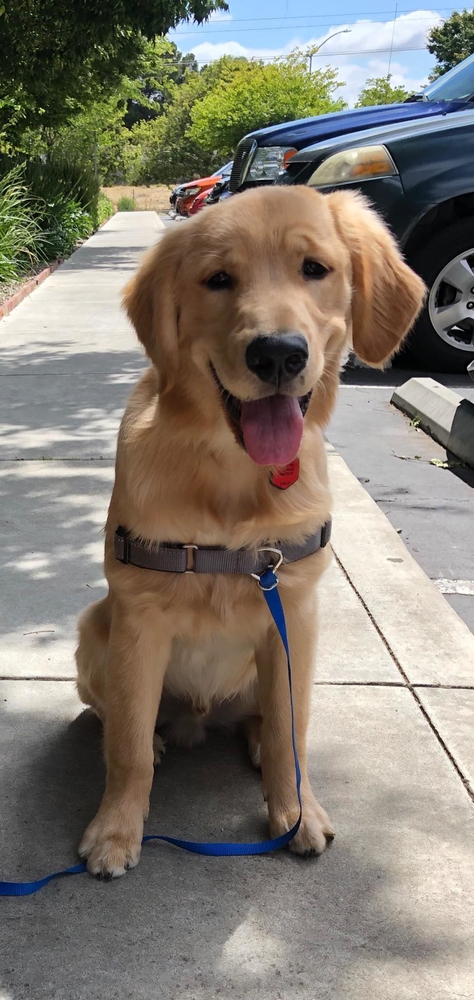 A reviewer&#x27;s photo of their golden retriever wearing the gray and blue harness