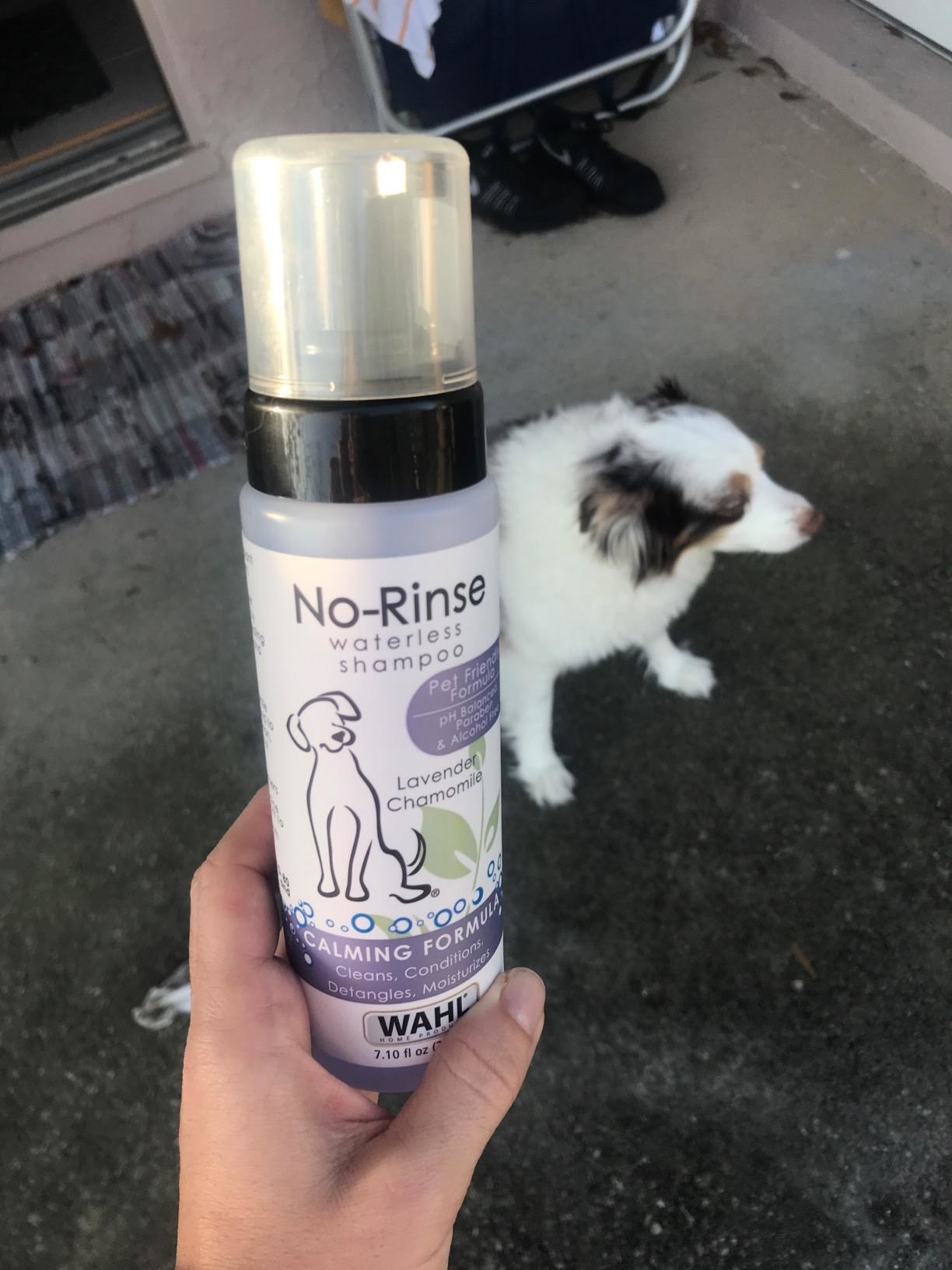 A reviewer holding a bottle of the dry shampoo in front of their dog