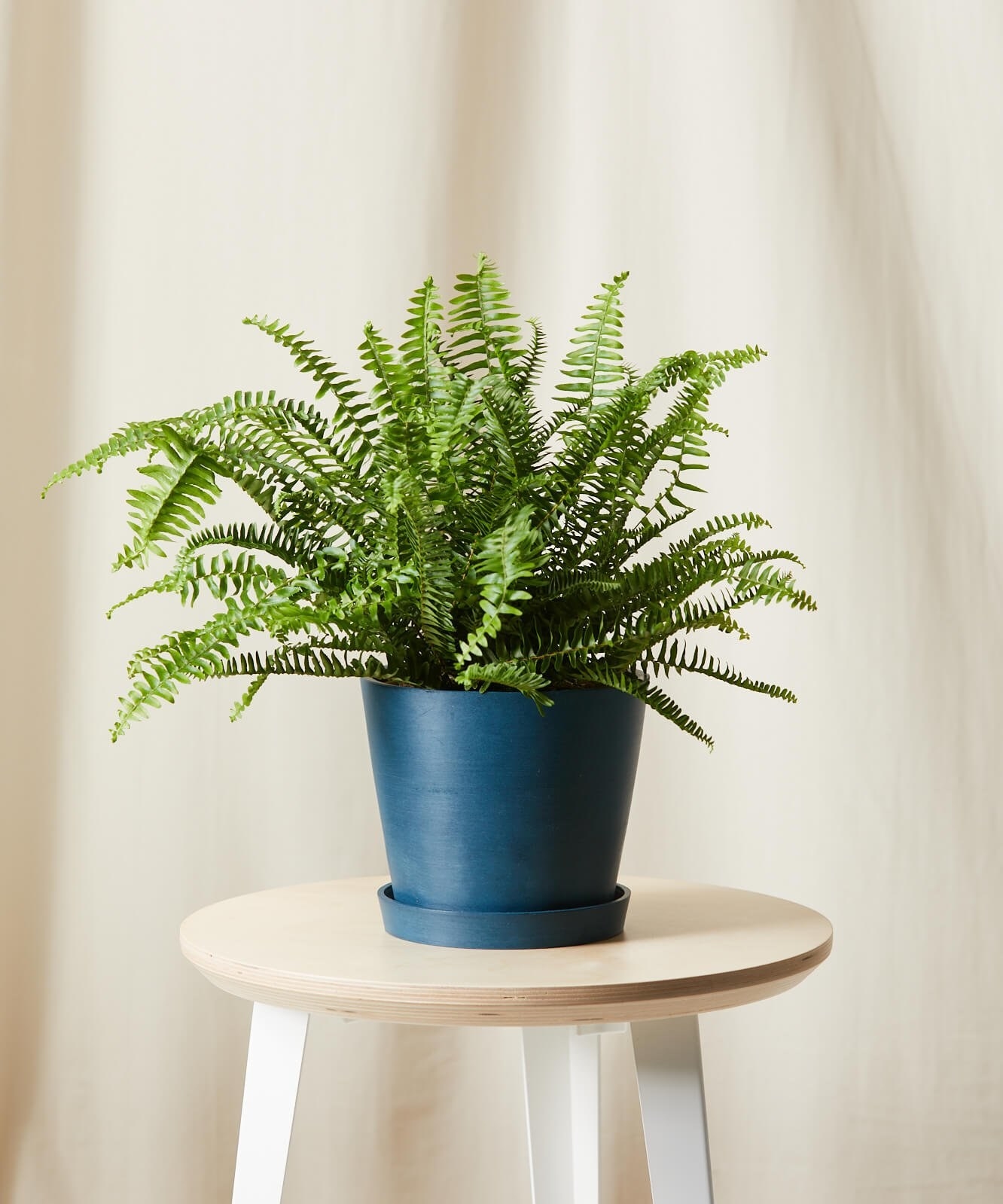 The fern in a blue pot