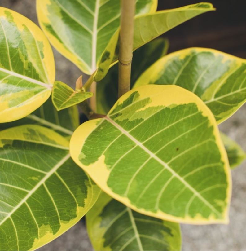 Close up on leaves of a ficus