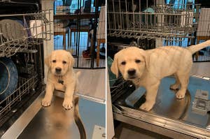 Labrador puppy standing in a dishwasher