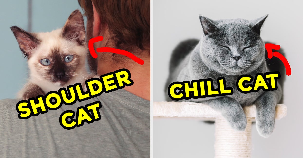 Spend A Day As A Cat To Reveal Cat Personality Quiz