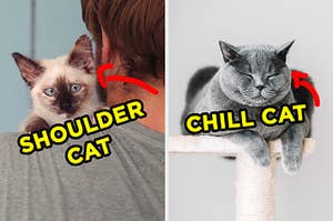 On the left, a kitten sitting on someone's shoulder with an arrow pointing to it and "shoulder cat" typed next to it, and on the right, a cat sleeping on a scratching post with an arrow pointing to it and "chill cat" typed next to it 
