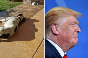 A dog's shadow that looks like trump, side by side with Trump's profile