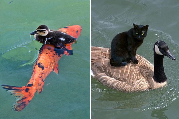 A duckling riding on a carp, and a blac kcat riding on a goose