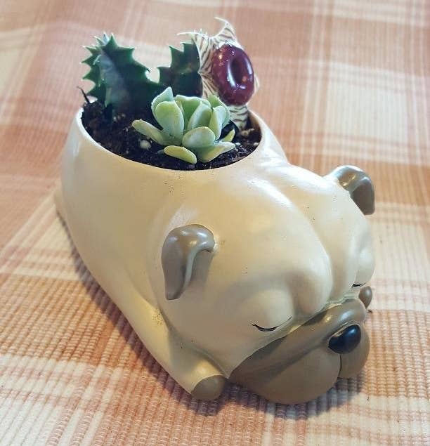 Reviewer image of pug planter with potted succulents 