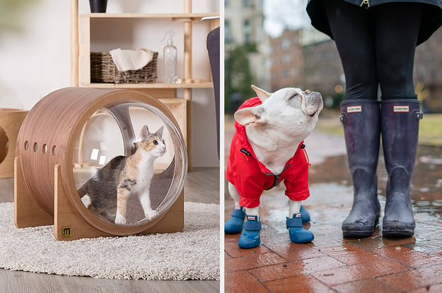 L: Wood cat bed with glass windows R: Frenchie wearing blue rain boots