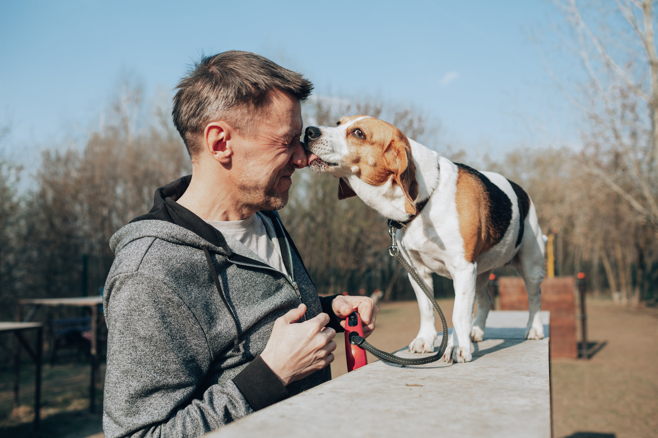 Beagle licking its owner.