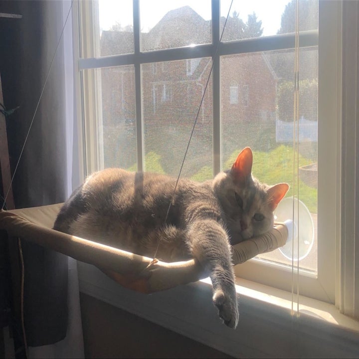 A cat lying on the hammock looking content