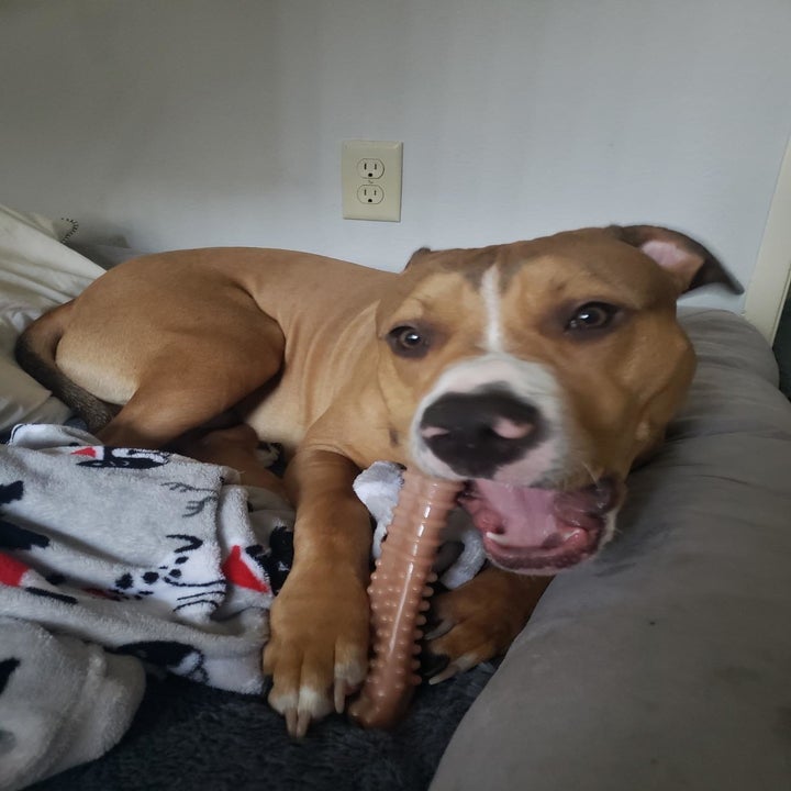 Medium-sized dog chewing on the toy