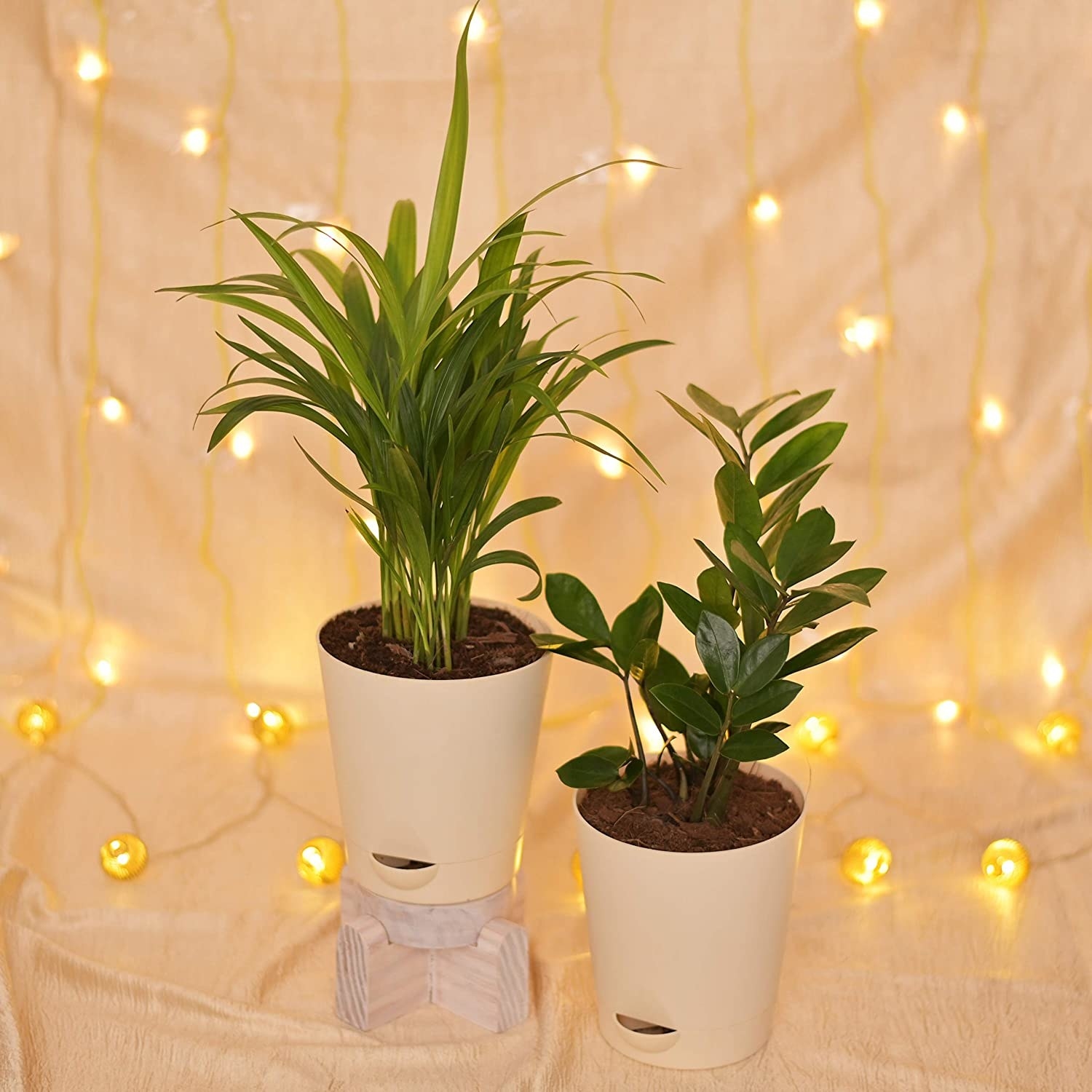 Two plants on a table next to some starry lights 