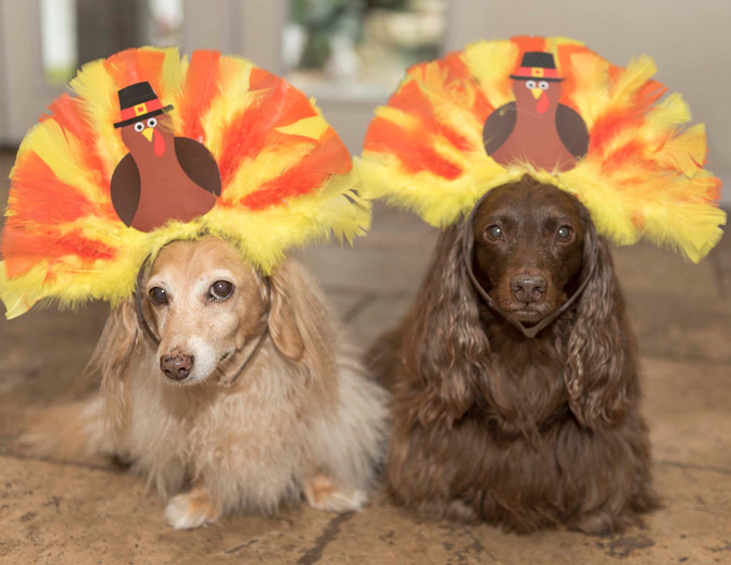 Two dachshunds wearing headbands that looks like a turkey. Photo taken inside. They are on a tiled floor.